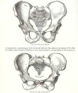 pelvis comparison 