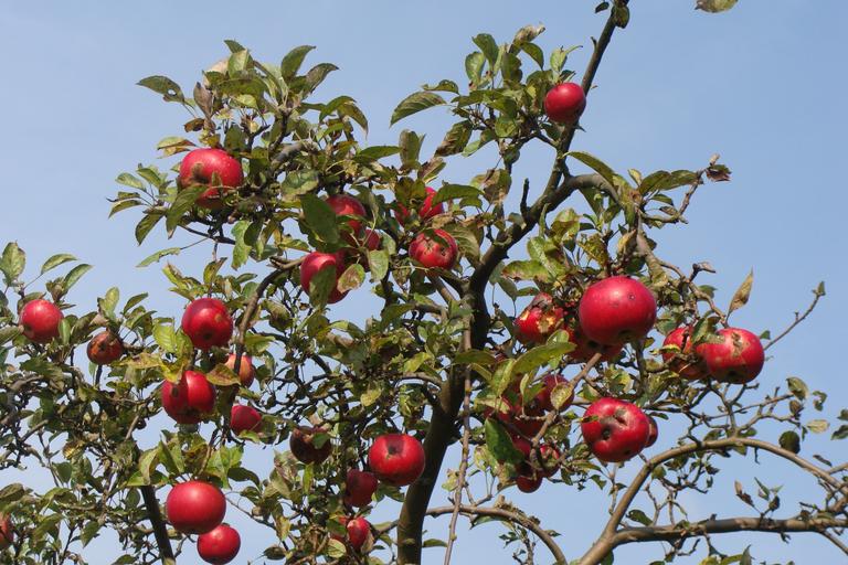 Marketing is nurturing an orchard